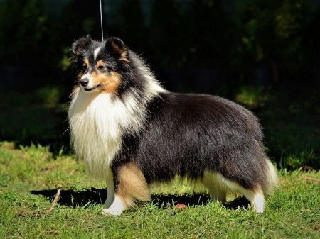 Owczarek Szetlandzki - Sheltie
