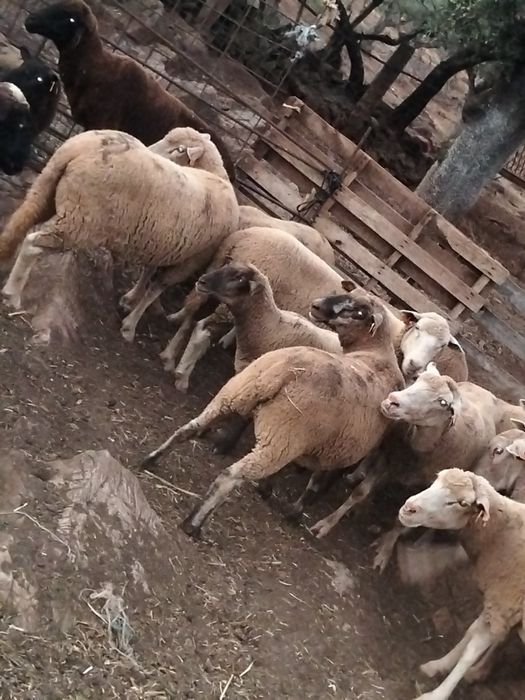 Vende se 57 ovinos