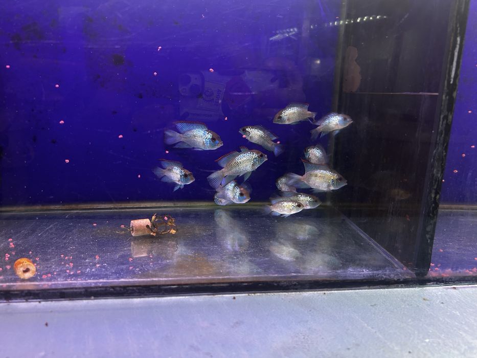 Acara eletric blue