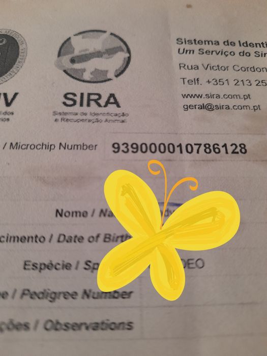 Buldogue Francês  MACHINHO