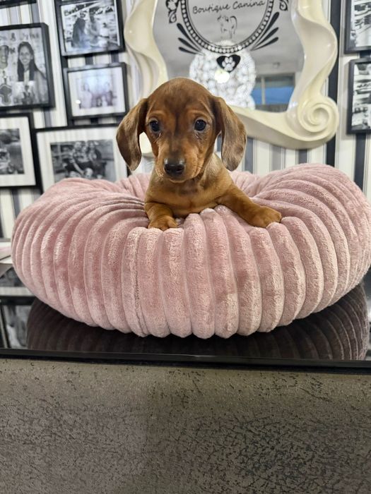 Teckel femea fantastica