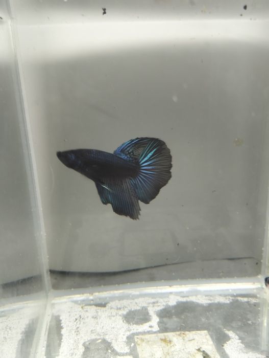 Bettas Macho - várias cores e padrões