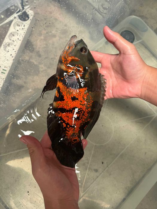 Peixe Oscar bronze, tigre