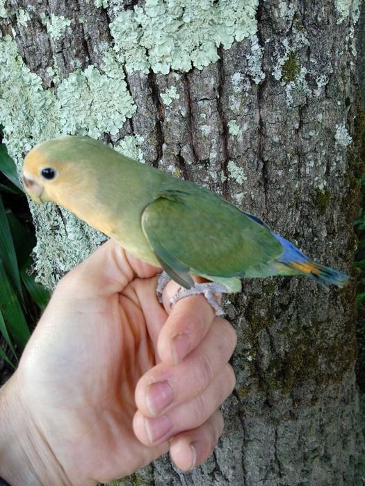 Agapórnis Domesticados