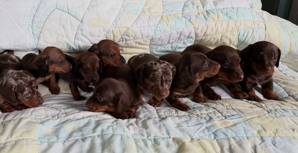 Є дівчатка і хлопчики шоколадний мрамор від різних батьків.