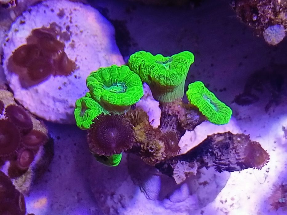 Koralowce LPS Caulastrea fluo, morskie