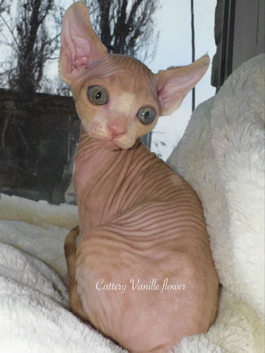 Канадский сфинкс эльф