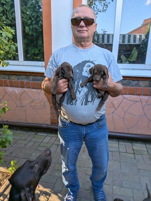 Продам щенков курцхаара