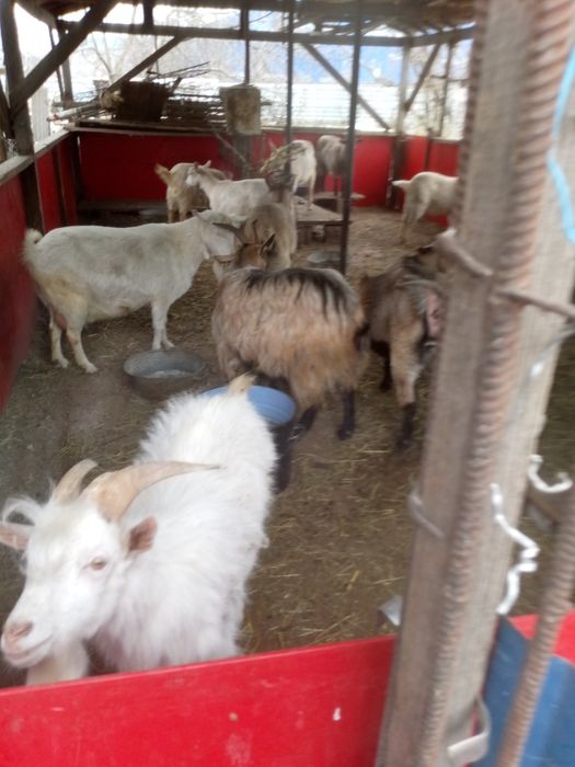 Продам молодых коз