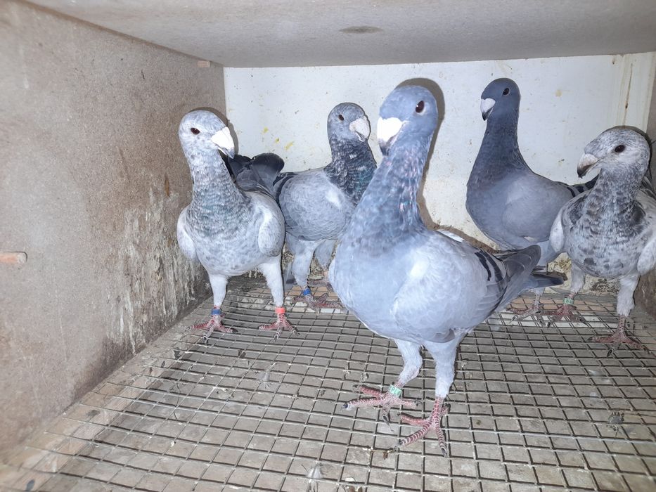 Gołębie Niemiecki wystawowy,mewki