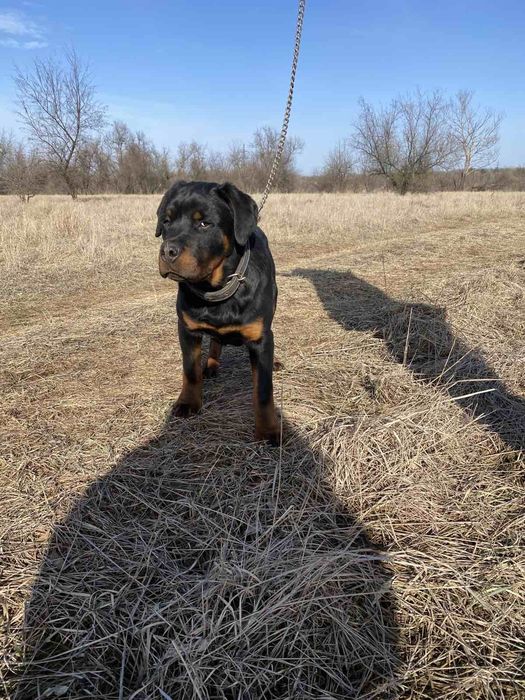 Продам щенков ротвейлера