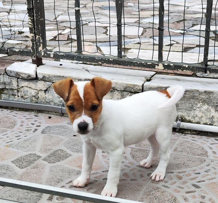 Travesso de beagle para adoção