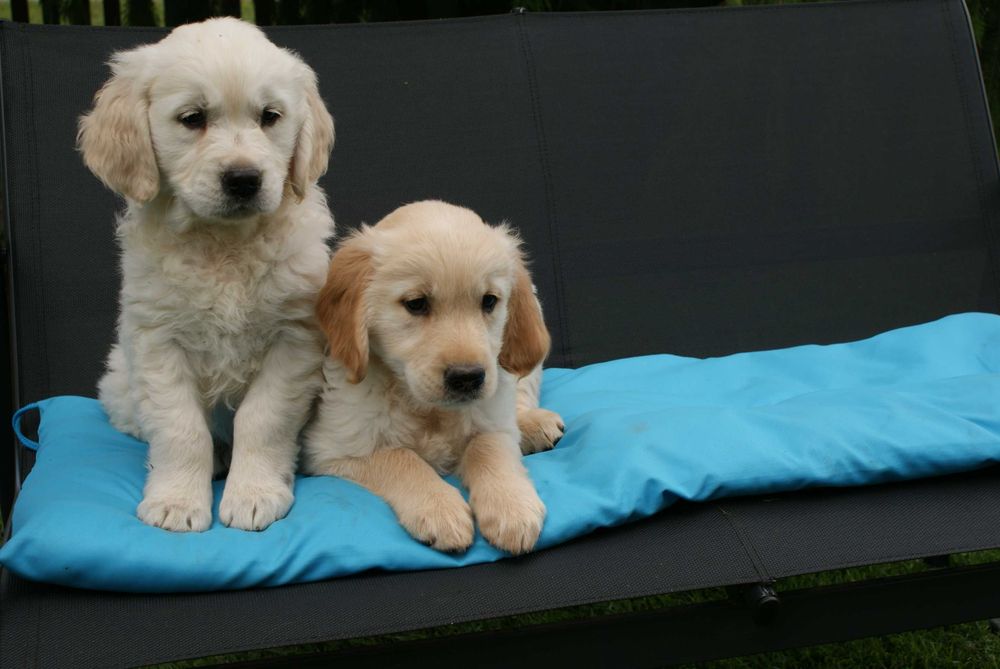 Golden retriever Piękne szczenięta Pieski już do odbioru !!