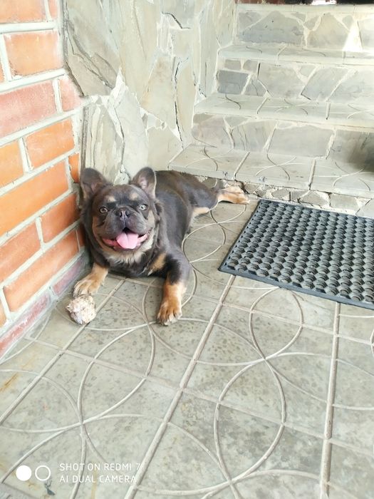 Французский бульдог для вязки цвета Изабелла