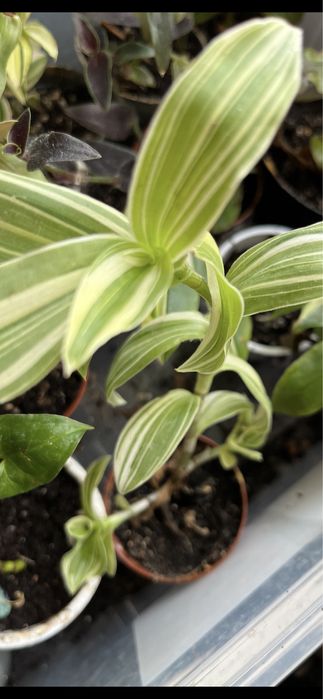 Mudas da minha coleção , dusponives