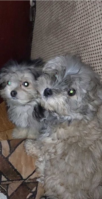 Йорки хлопчики,привиті