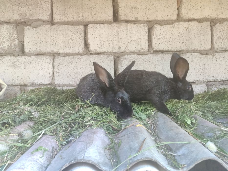 Полтавське срібло