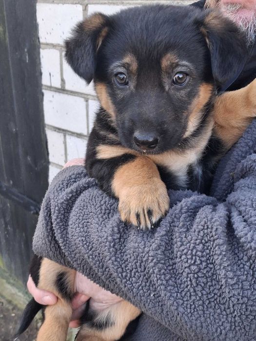 Pieski / szczeniaki/