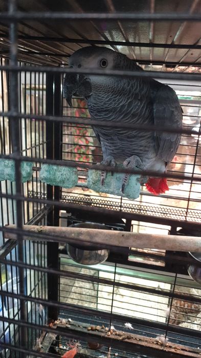 Papagaio cinzento