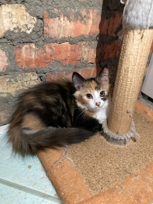 кошенята унікальної рудої кішки