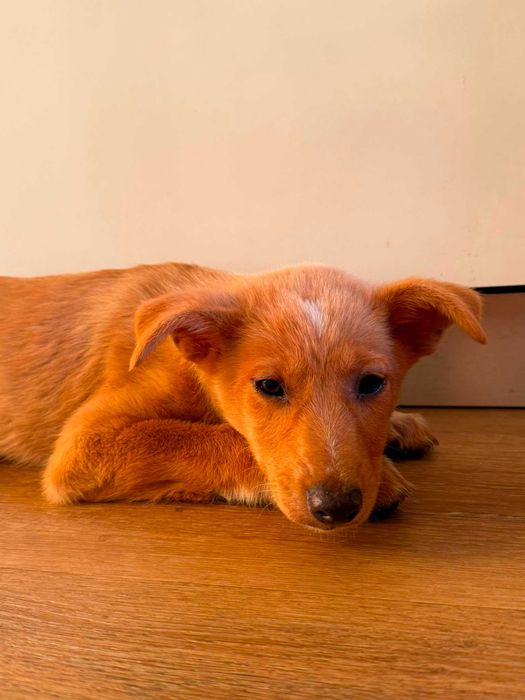 Cão para adoção responsável