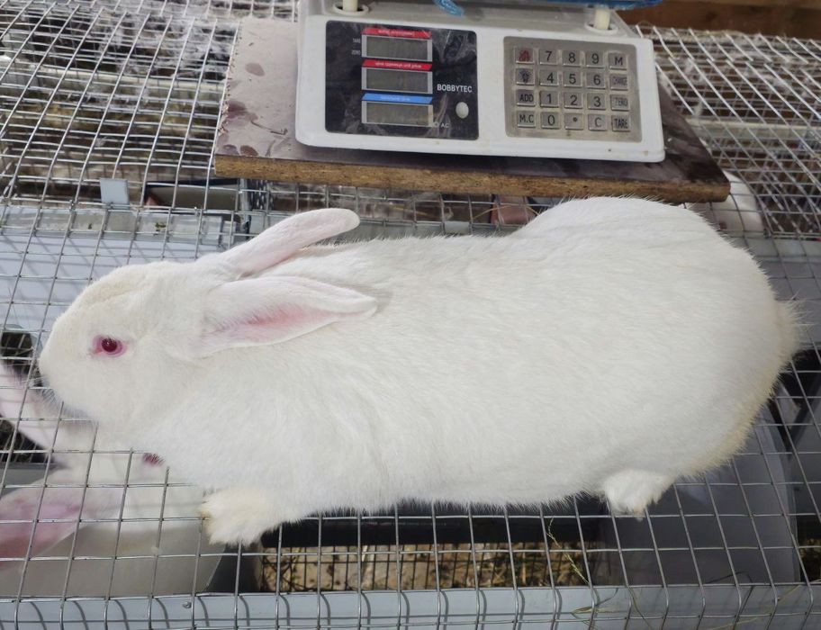 Кроличка породи темонська біла