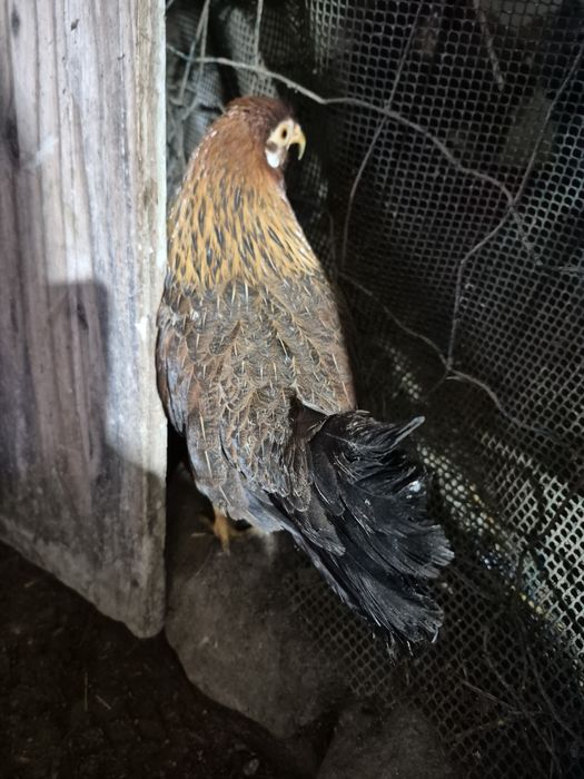 Golos/galinhas raça pequena