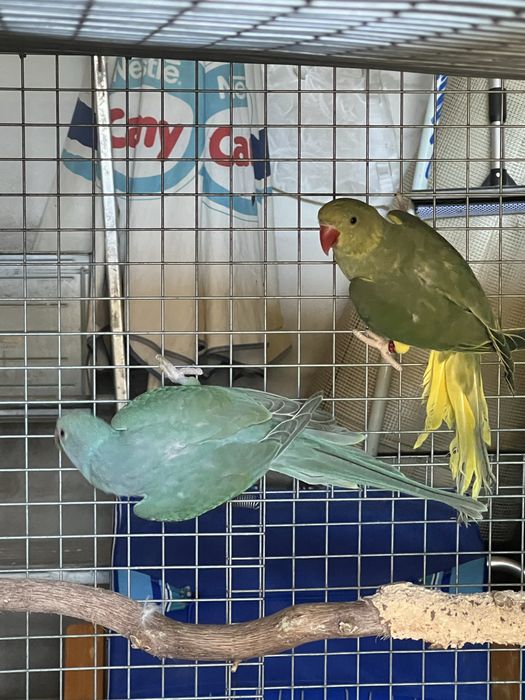 RING NECK  2024 / RM Birds