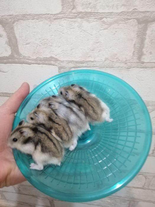 Малыши джунгарики. Домашнего разведения. Площадь Шевченка