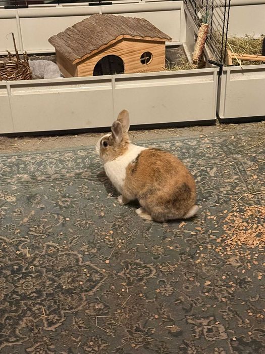 Kroliki Marcinek i Cinnamon do adopcji razem z cala oprawka