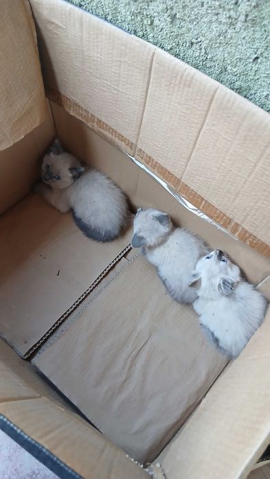 Gatinhos para adoção