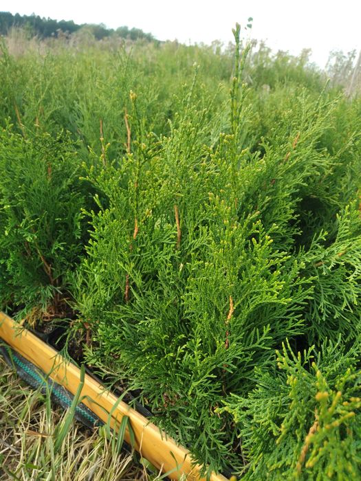 Tuje szmaragd brabant 50 - 70 cm cena 4 zł