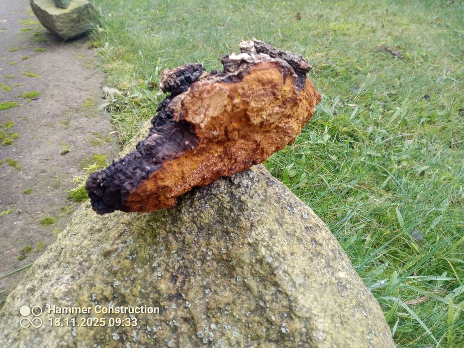 Chaga -guz brzozy