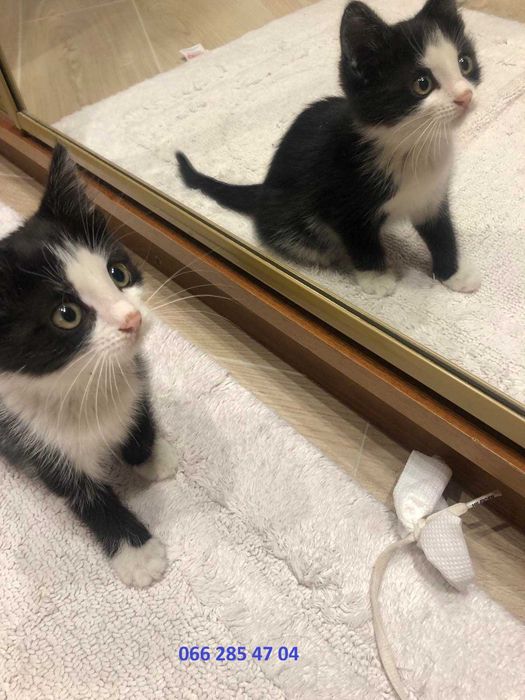 Котенок котята малыши бесплатно