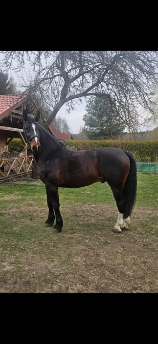 Ogier śląski Mango