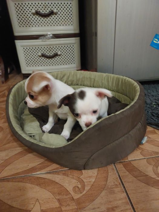 крошки  малышки чихуашки