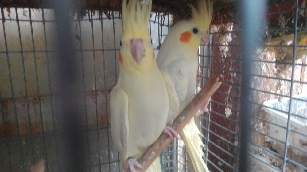 Caturras novas amarelas