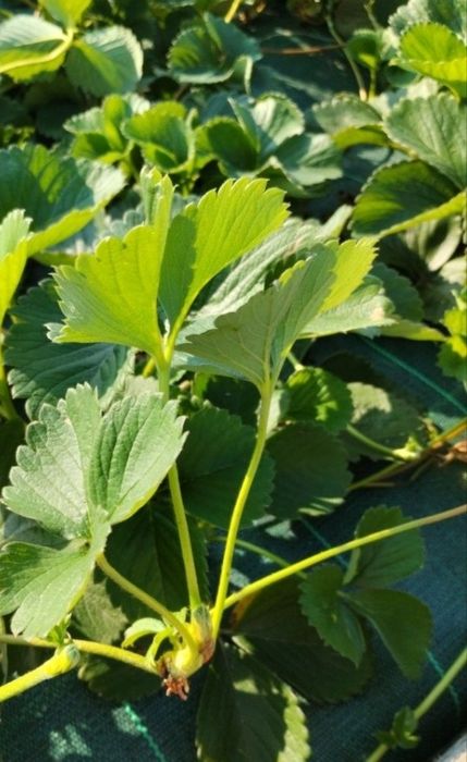 Sadzonki truskawek senga sengana