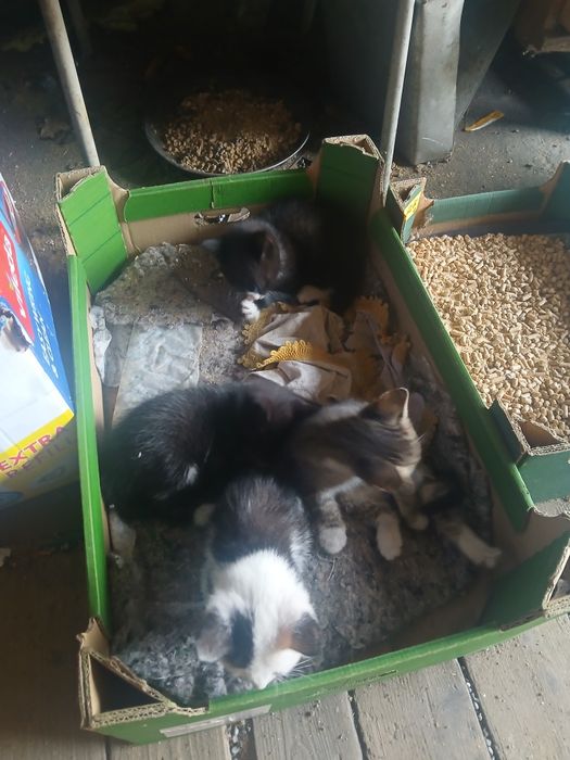 Koty do oddania  za darmo