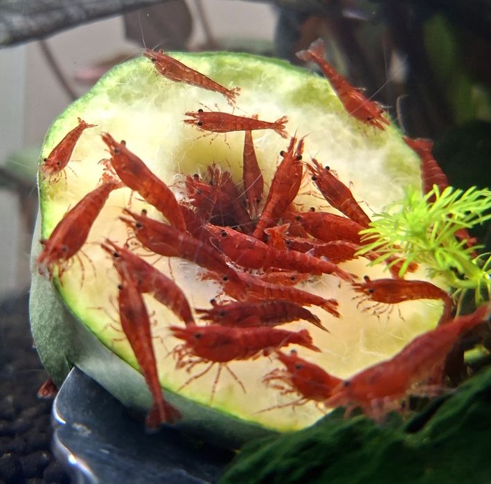 Camarões Neocaridina  Fire Red