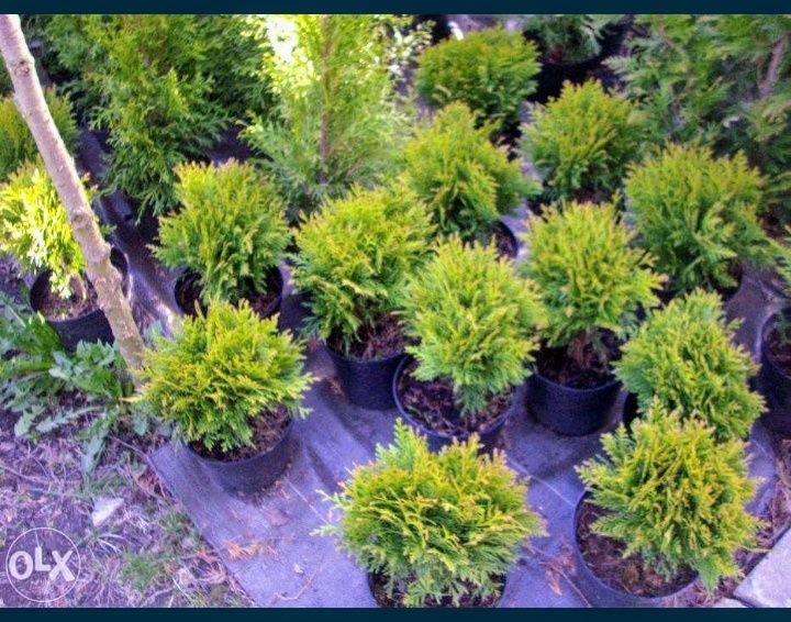 Tuja SZMARAGD 2 metry, żywotnik zachodni różne wysokości