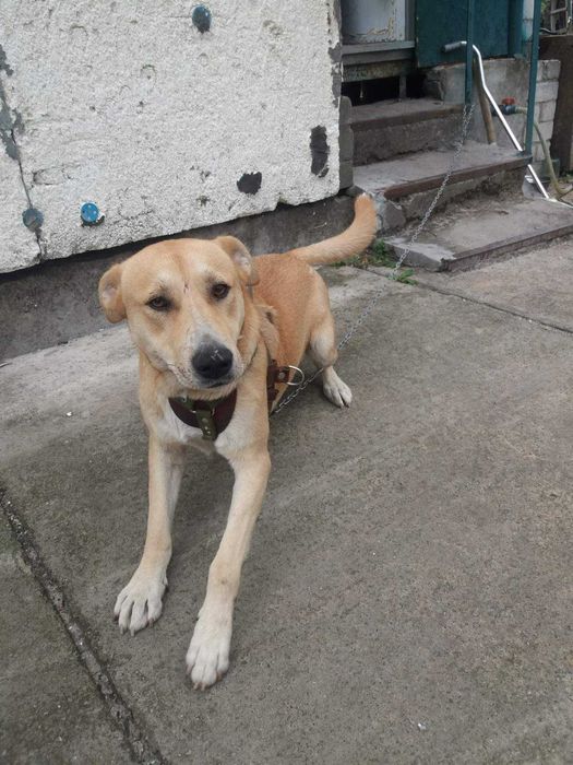 Віддамо в добрі руки молодого песика