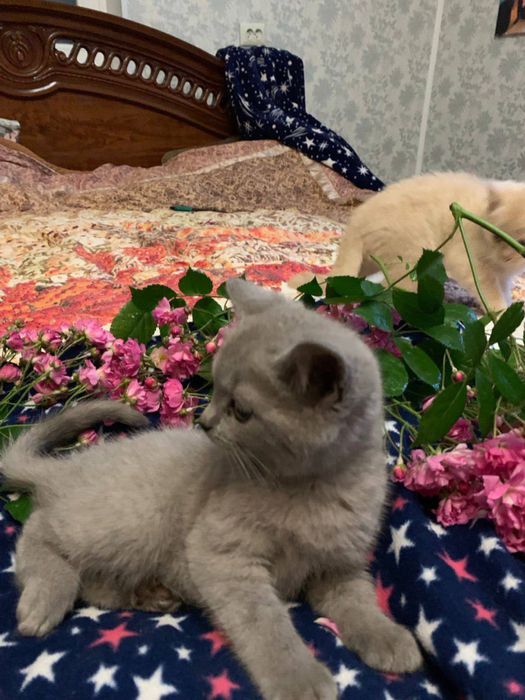 Продаються чистокровні лілові британці