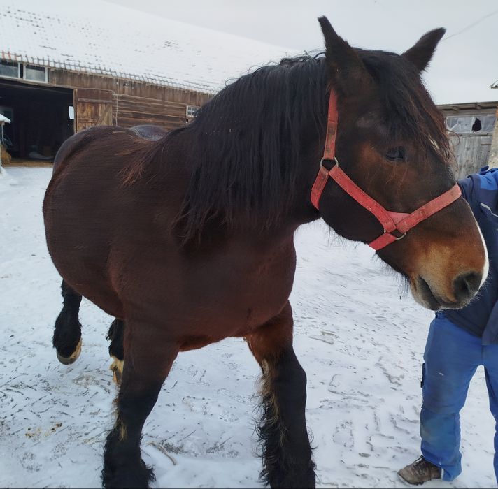 Klacz zimnokrwista źrebna
