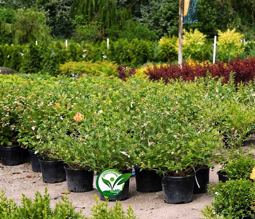 Буровка саджанці купити високоросла контейнерні саджанці лохини в саду