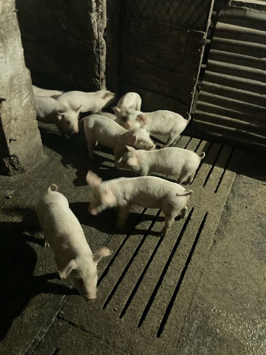 Leitōes  nascidos dia 1 de setembro estão a começar a comer farinha