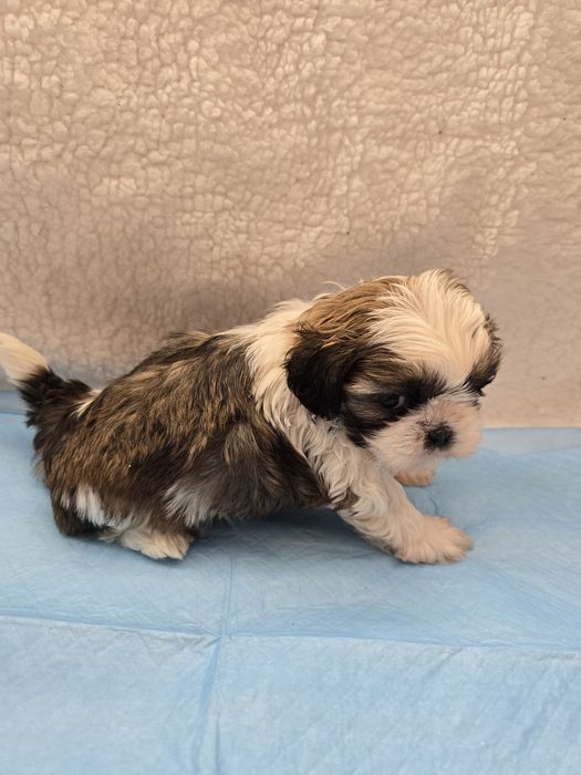 Śliczny piesek Shit Tzu