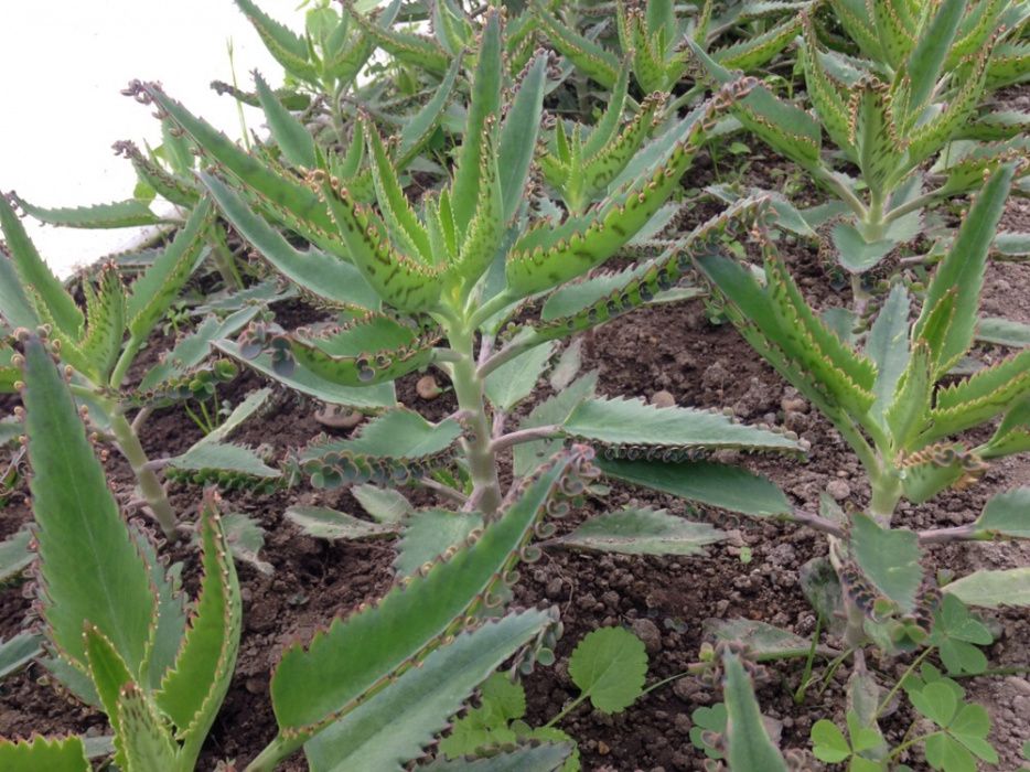 Kalanchoe Daigremontiana