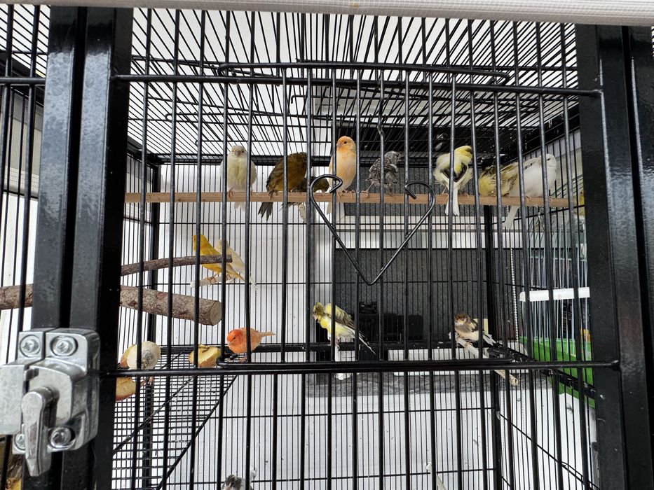 [14]Canarios + Jaula