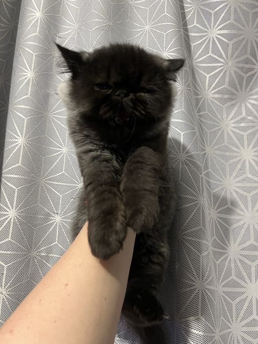 Хлопчик екзот , екстримальногг типажу.